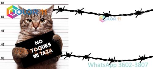 GATOS 10